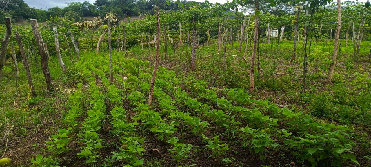 Diversified cultivated farmland in Nicaragua