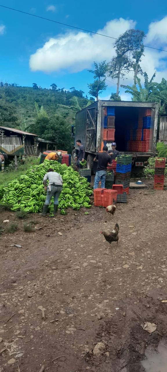 Farm workers loading a plantain harvest for market