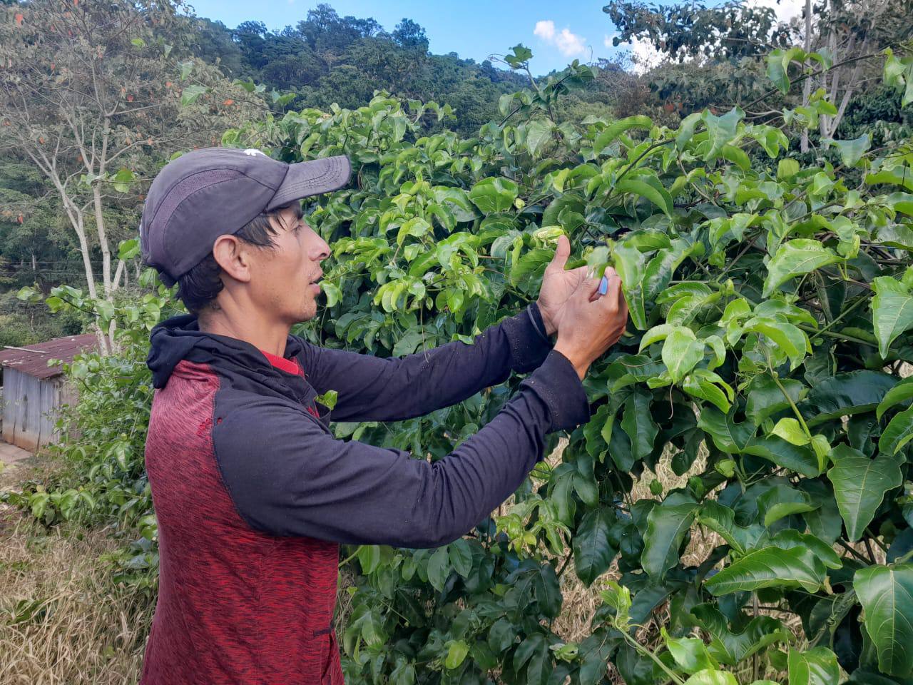 Farmer inspecting passion fruit in a diversified field